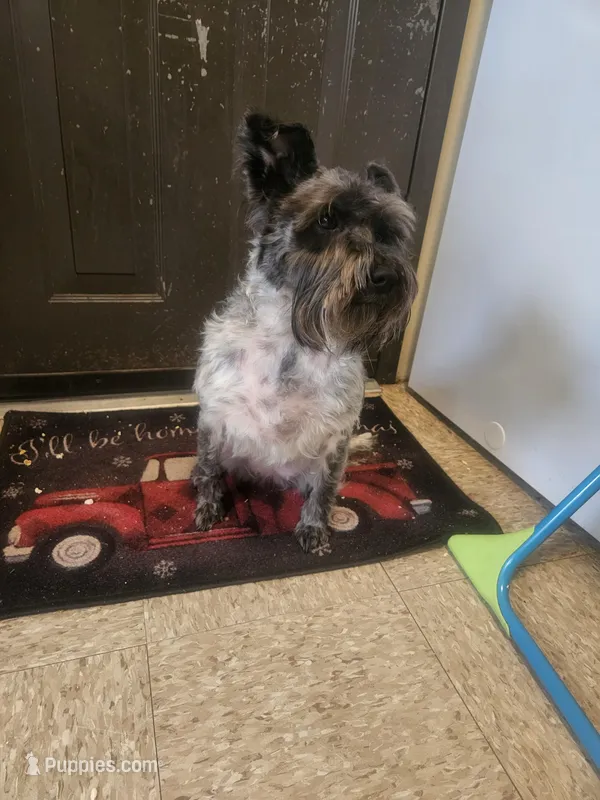 Cookie  – Miniature Schnauzer puppy for sale in Chicopee, MA