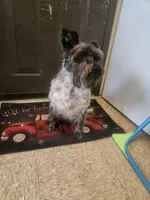 Cookie , a female Miniature Schnauzer for sale in Chicopee, MA – Photo 1 of 2