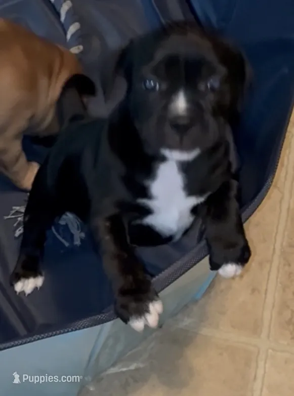 Brooklyn – Staffordshire Bull Terrier puppy for sale in Summerville, SC
