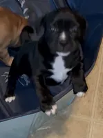 Brooklyn, a female Staffordshire Bull Terrier for sale in Summerville, SC – 1 of 7