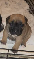 Bailey, a female Staffordshire Bull Terrier for sale in Summerville, SC – 5 of 6