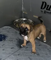 Bailey, a female Staffordshire Bull Terrier for sale in Summerville, SC – 6 of 6