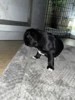 Brooklyn, a female Staffordshire Bull Terrier for sale in Summerville, SC – 7 of 7