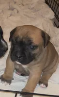 Bailey, a female Staffordshire Bull Terrier for sale in Summerville, SC – 4 of 6