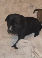 Brooklyn, a female Staffordshire Bull Terrier for sale in Summerville, SC – 2 of 7