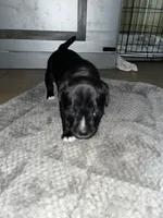 Brooklyn, a female Staffordshire Bull Terrier for sale in Summerville, SC – 6 of 7