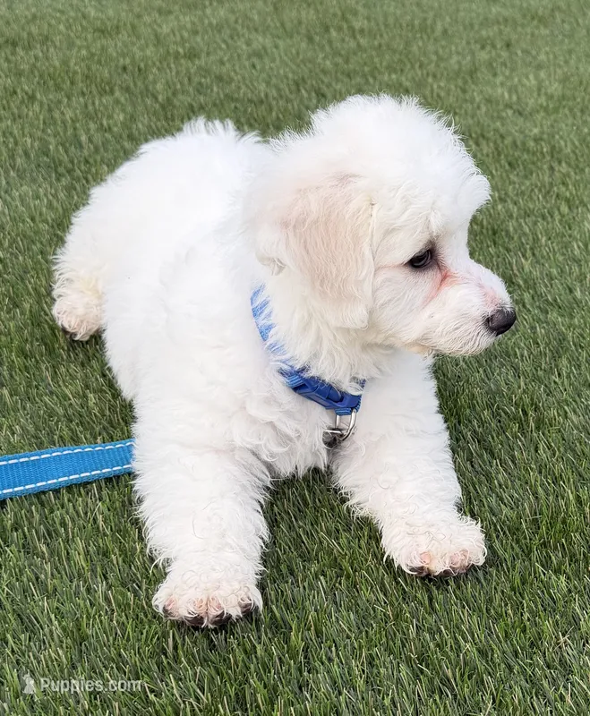 Oscar male puppy  – Bichon Frise puppy for sale in Suwanee, GA