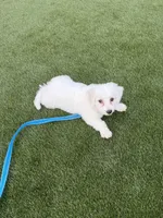 Oscar male puppy , a male Bichon Frise for sale in Suwanee, GA – 2 of 3