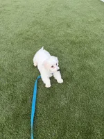 Oscar male puppy , a male Bichon Frise for sale in Suwanee, GA – 3 of 3