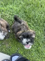 Shih Tzu puppy, a male Shih Tzu for sale in Dinuba, CA – 4 of 4