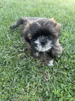 Shih Tuz puppy, a male Shih Tzu for sale in Dinuba, CA – 6 of 6