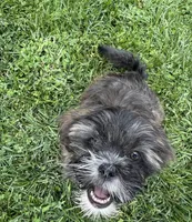 Shih Tzu puppy, a male Shih Tzu for sale in Dinuba, CA – 3 of 4