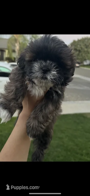 Shih Tuz puppy – Shih Tzu puppy for sale in Dinuba, CA