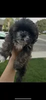 Shih Tuz puppy, a male Shih Tzu for sale in Dinuba, CA – 1 of 6