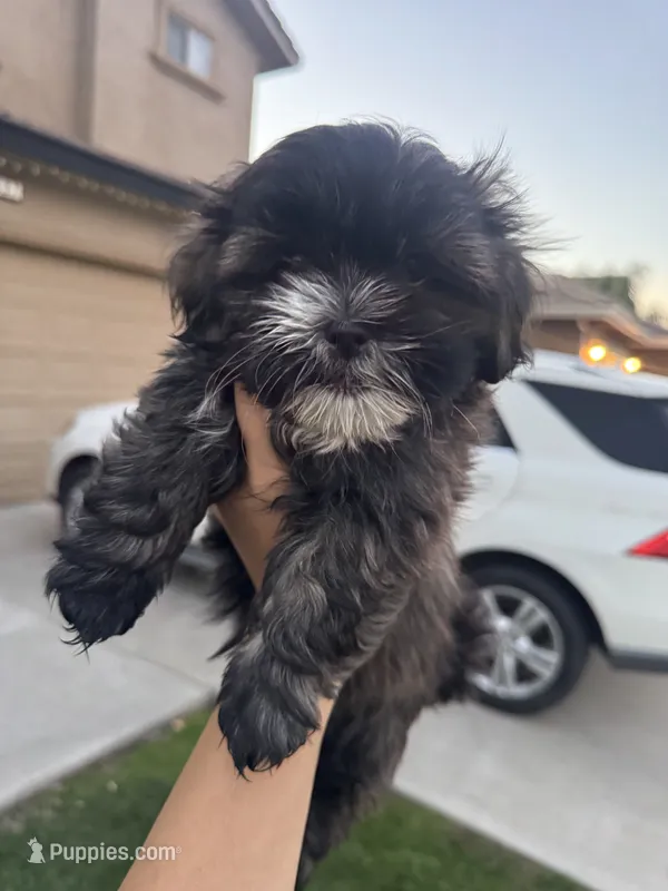 Shih Tzu puppy – Shih Tzu puppy for sale in Dinuba, CA