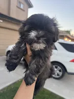 Shih Tzu puppy, a male Shih Tzu for sale in Dinuba, CA – 1 of 4