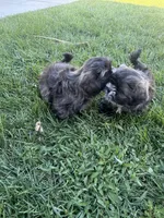 Shih Tuz puppy, a male Shih Tzu for sale in Dinuba, CA – 4 of 6