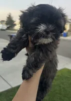 Shih Tzu puppy, a male Shih Tzu for sale in Dinuba, CA – 2 of 4