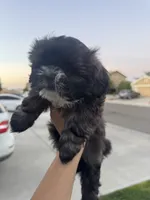 Shih Tzu puppy, a female Shih Tzu for sale in Dinuba, CA – 2 of 5