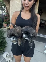 Shih Tuz puppy, a male Shih Tzu for sale in Dinuba, CA – 3 of 6