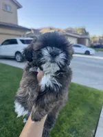 Shih Tuz puppy, a male Shih Tzu for sale in Dinuba, CA – 2 of 6