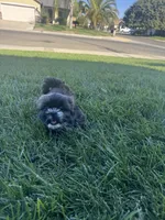 Shih Tzu puppy, a female Shih Tzu for sale in Dinuba, CA – 5 of 5