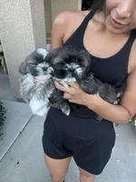 Shih Tzu puppy, a female Shih Tzu for sale in Dinuba, CA – 4 of 5