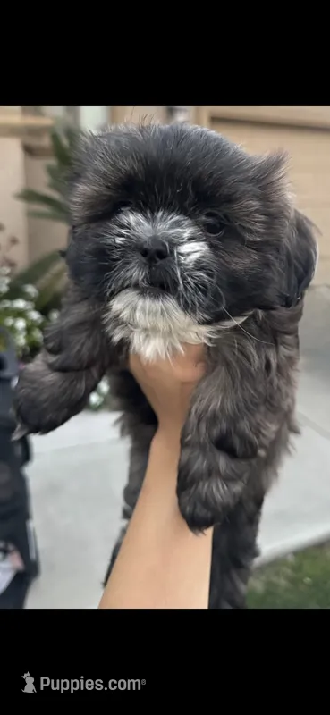 Shih Tzu puppy – Shih Tzu puppy for sale in Dinuba, CA