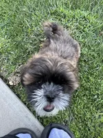 Shih Tuz puppy, a male Shih Tzu for sale in Dinuba, CA – 5 of 6
