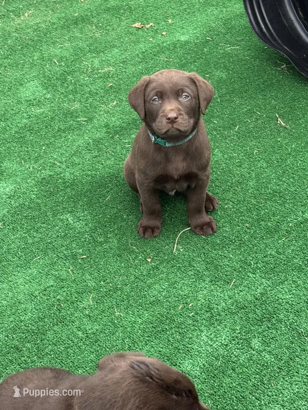 Green Collar – Labrador Retriever puppy for sale in Jewett City, CT