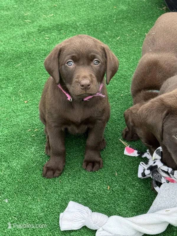 Pink Collar – Labrador Retriever puppy for sale in Jewett City, CT