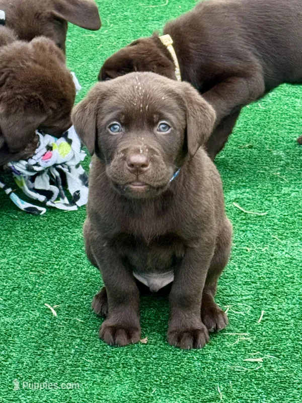 Blue Collar – Labrador Retriever puppy for sale in Jewett City, CT
