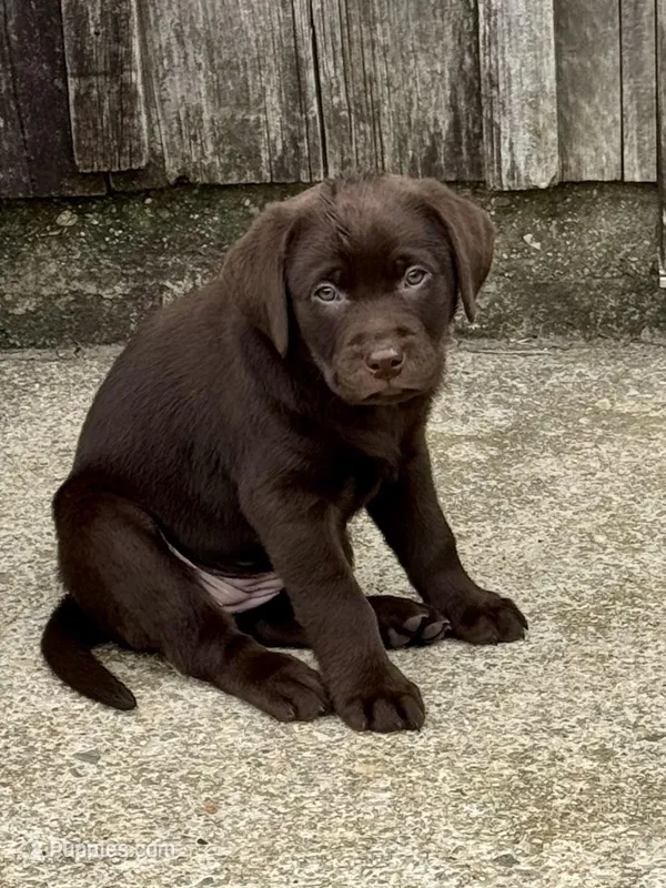 Tan Collar – Labrador Retriever puppy for sale in Jewett City, CT