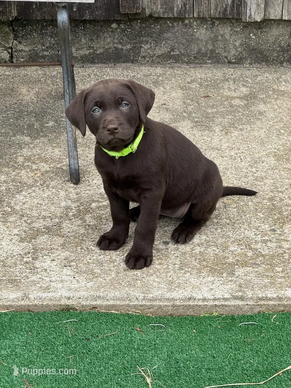 Neon Collar – Labrador Retriever puppy for sale in Jewett City, CT