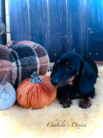 Jellybean, a female Miniature Dachshund for sale in Bronson, FL – Photo 1 of 2