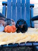 Jellybean, a female Miniature Dachshund for sale in Bronson, FL – Photo 2 of 2
