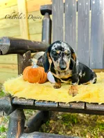 Biscuit, a male Miniature Dachshund for sale in Bronson, FL – Photo 2 of 2