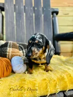 Biscuit, a male Miniature Dachshund for sale in Bronson, FL – Photo 1 of 2