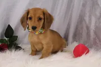 SASSY, a female Miniature Dachshund for sale in Houston, MO – Photo 4 of 5