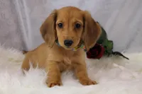 SASSY, a female Miniature Dachshund for sale in Houston, MO – Photo 2 of 5