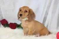 SASSY, a female Miniature Dachshund for sale in Houston, MO – Photo 5 of 5