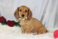 SASSY, a female Miniature Dachshund for sale in Houston, MO – Photo 1 of 5