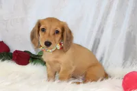 SASSY, a female Miniature Dachshund for sale in Houston, MO – Photo 3 of 5