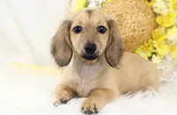 AKC Purdy 8623, a female Miniature Dachshund for sale in Houston, MO – Photo 3 of 6