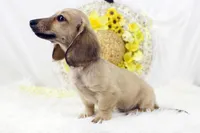 AKC Purdy 8623, a female Miniature Dachshund for sale in Houston, MO – Photo 6 of 6