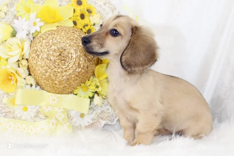 AKC Purdy 8623 – Miniature Dachshund puppy for sale in Houston, MO
