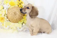 AKC Purdy 8623, a female Miniature Dachshund for sale in Houston, MO – Photo 1 of 6