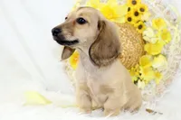 AKC Purdy 8623, a female Miniature Dachshund for sale in Houston, MO – Photo 5 of 6