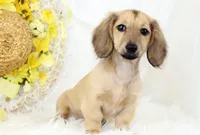 AKC Purdy 8623, a female Miniature Dachshund for sale in Houston, MO – Photo 4 of 6