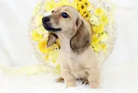 AKC Purdy 8623, a female Miniature Dachshund for sale in Houston, MO – Photo 2 of 6